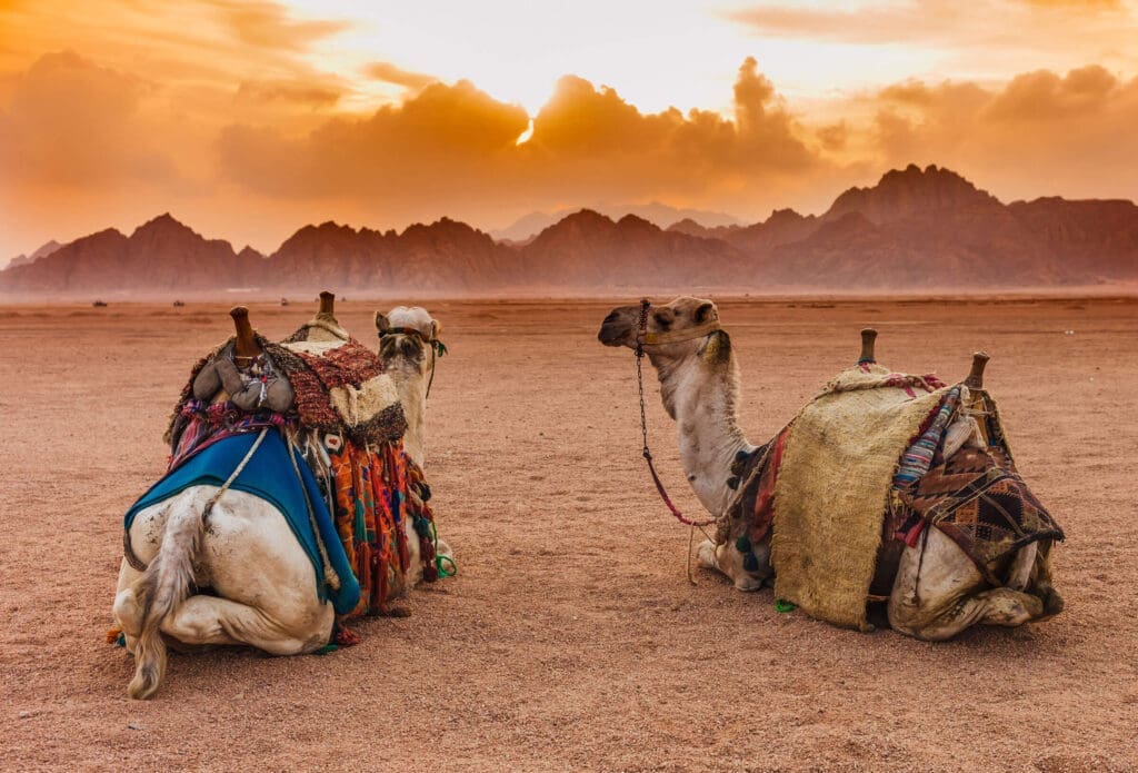 Two camels with colorful saddles sit on sandy ground at sunset, with rocky mountains in the background and partly cloudy skies—a perfect scene for B2B Travel Partnerships with Morocco Travel Organizer in the Morocco travel trade industry.